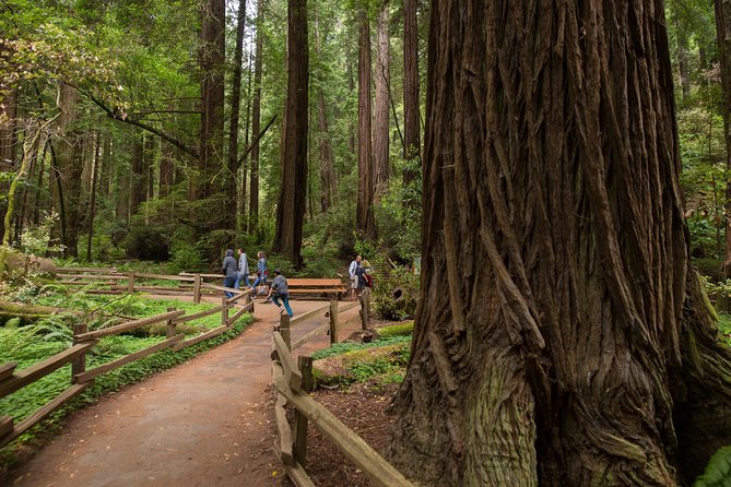 Muir Woods and Sausalito (Return by Bus or Ferry) - Leaving San Francisco: Union Square or Fisherman’s Wharf