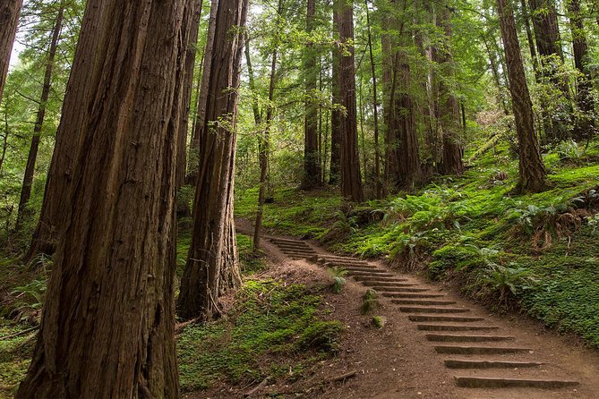 Muir Woods and Sausalito (Return by Bus or Ferry) - Inside Muir Woods: making the most of 90 minutes