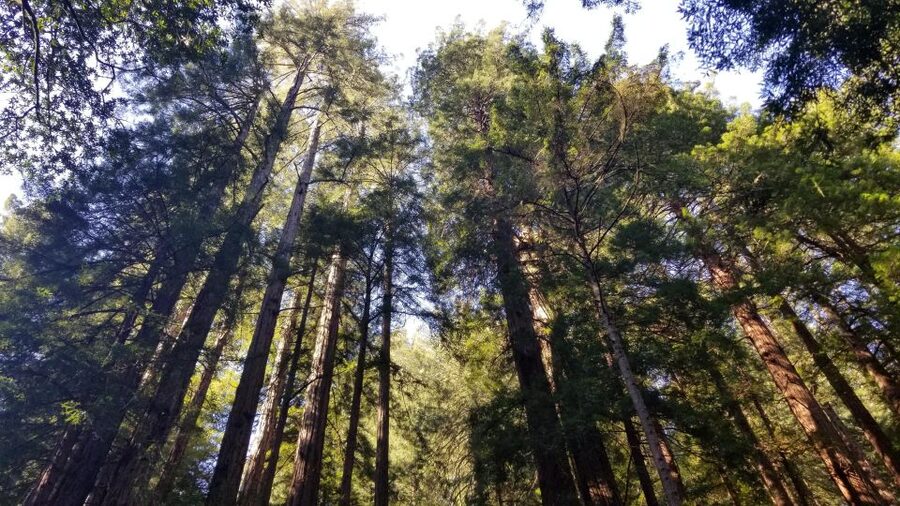 Muir Woods, Sausalito and Ferry back to Fisherman's Wharf - Key Things You’ll Notice on This Muir Woods, Sausalito, Ferry Day