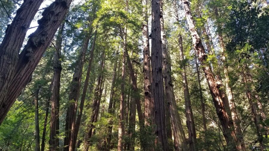 Muir Woods, Sausalito and Ferry back to Fisherman's Wharf - Getting Picked Up in SF: Find Your Van Fast and Start Easy