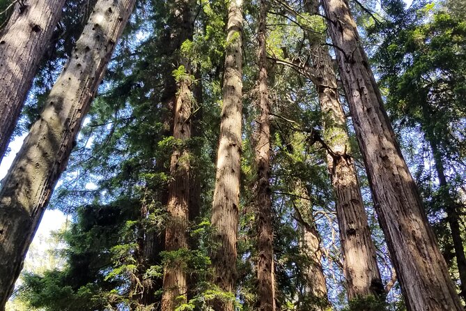 Muir Woods Sausalito Entry & Ferry to Fishermans Wharf included - Marin County drive: views you’ll remember on the way to redwoods