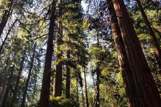Muir Woods Sausalito Entry & Ferry to Fishermans Wharf included - Ferry back to Pier 41: scenic, useful, and time-based