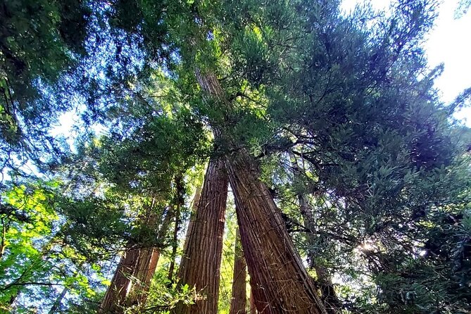 Muir Woods Sausalito Entry & Ferry to Fishermans Wharf included - Pickup, Pier 41, and how the day flows