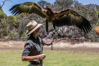 One Day Kangaroo Island Sip & See tour with return ferry transfers from Adelaide - Step Into Raptor Domain: Birds of Prey, Close and Interactive