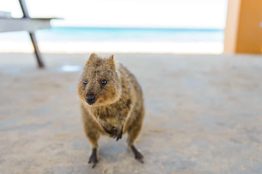 Perth: Rottnest Island Ferry, Bike, Coffee & Lobster Roll - Crossing to Rottnest: the ferry ride is part of the experience