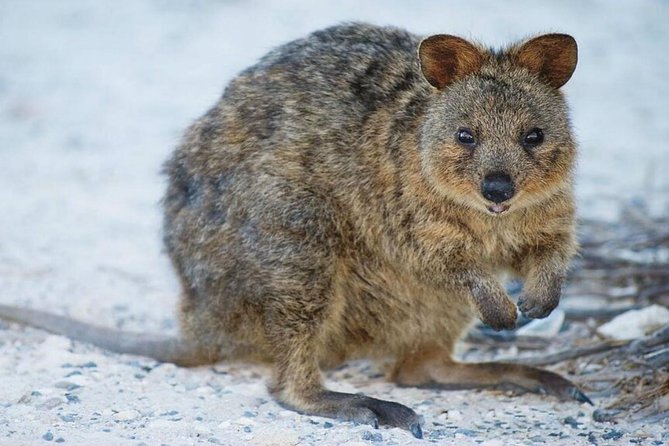 Perth to Rottnest Island Roundtrip Ferry Ticket - Rottnest Island Arrival: 6 Hours of Free Time on Wadjemup