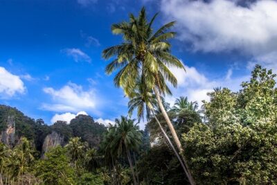 Phuket Phiphi-Phhpi Phuket Ferry include Transfer to hotel - Timing That Matters: 7:00 AM to 3:00 PM Day Trip