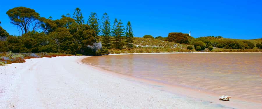 Rottnest Grand Island Package with Ferry, Tour & Light Lunch - Meeting at Rottnest Settlement: where you start (and where people get stuck)