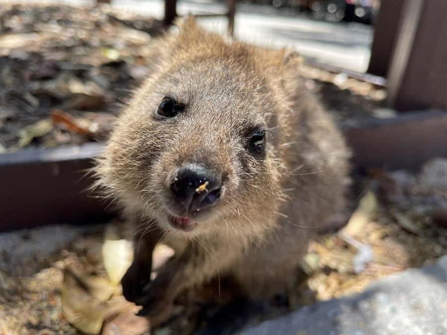 Rottnest Island Ferry and 1.75 Hr Bus Tour - Key highlights at a glance
