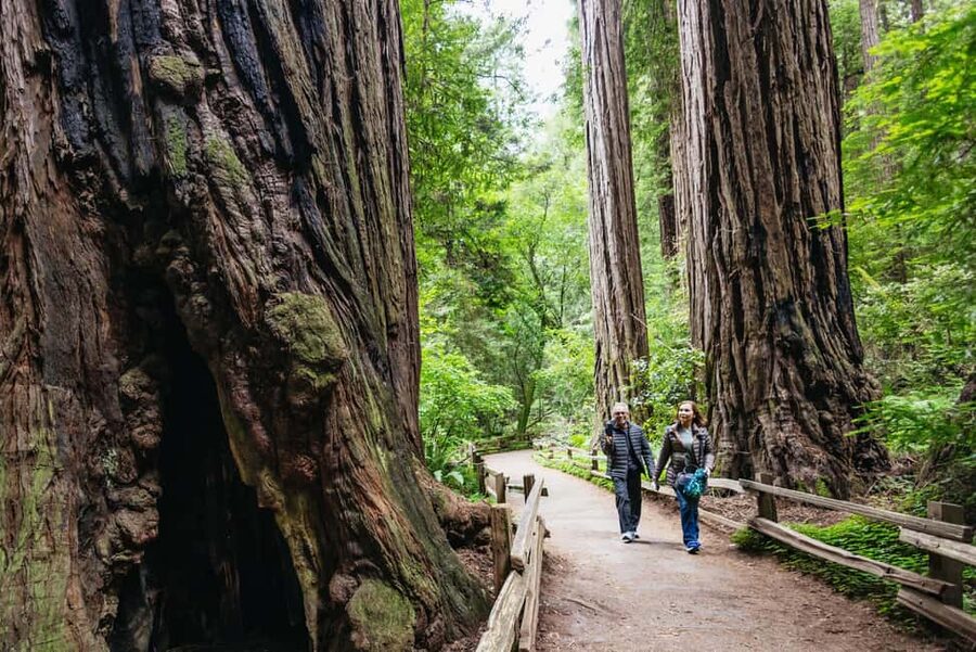 San Francisco: Muir Woods & Sausalito Tour with Ferry Option - A Half-Day Escape from San Francisco’s City Noise