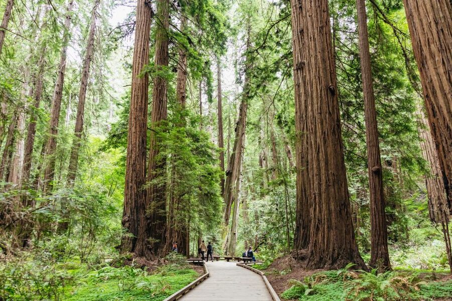 San Francisco: Muir Woods & Sausalito Tour with Ferry Option - Sausalito in One Hour: Waterfront Town, Shops, and Floating Homes