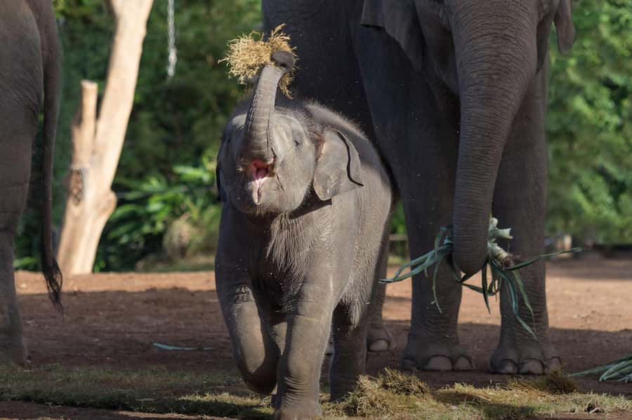 Sydney: Taronga Zoo Ticket with Return Ferry - Key highlights to know before you go