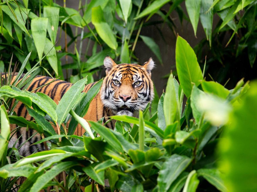 Sydney: Taronga Zoo Ticket with Return Ferry - Who this suits best (and who might want a different plan)