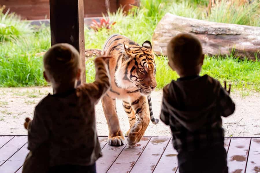 Sydney: Taronga Zoo Ticket with Return Ferry - The ferry part: why this ticket feels smart