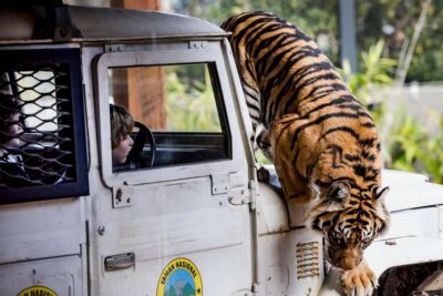 Sydney: Taronga Zoo Ticket with Return Ferry - Getting to Taronga Zoo without the day-of headache