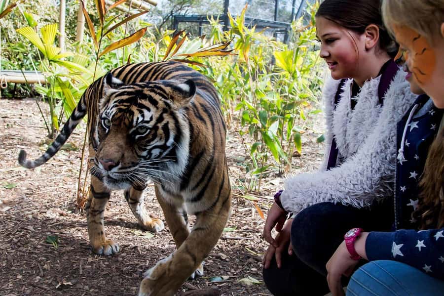 Sydney: Taronga Zoo Ticket with Return Ferry - Daily keeper talks and shows: the best use of your time
