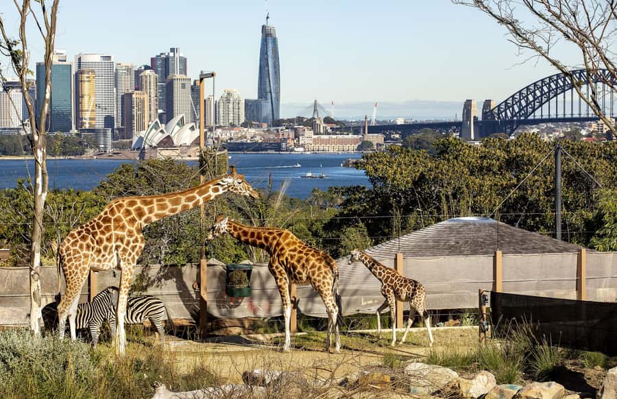 Sydney: Taronga Zoo Ticket with Return Ferry - The Taronga factor most people forget: it’s hilly