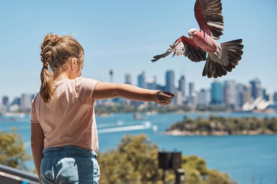 Sydney: Taronga Zoo Ticket with Return Ferry - Ferry back: how to avoid the end-of-day chaos