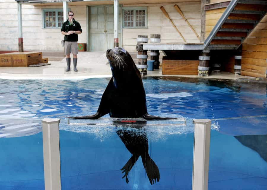 Sydney: Taronga Zoo Ticket with Return Ferry - Food, breaks, and what to pack