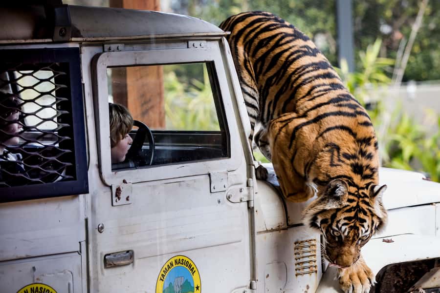 Sydney: Taronga Zoo Ticket with Return Ferry - Getting to Taronga Zoo without the day-of headache