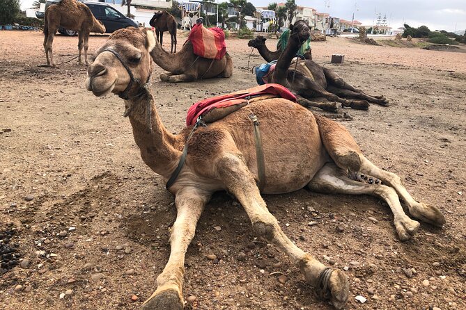 Tarifa to Tangier Tour with ferry ticket , lunch & camel ride - Achakkar Beach camel ride at the sea meeting point
