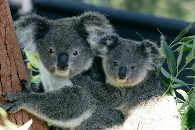 Taronga Zoo Entry & Return Ferry - Sydney Harbour - Quick hits: what makes this day work
