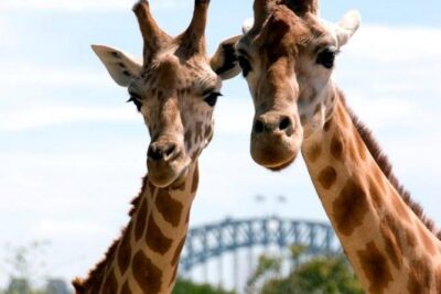 Taronga Zoo Entry & Return Ferry - Sydney Harbour - Keeper talks, feedings, and shows: how to time your must-sees